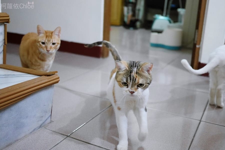 淨毒五郎除臭噴霧6.JPG 淨毒五郎除臭噴霧6.JPG