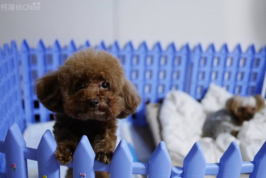 淨毒五郎除臭噴霧10.JPG 淨毒五郎除臭噴霧10.JPG