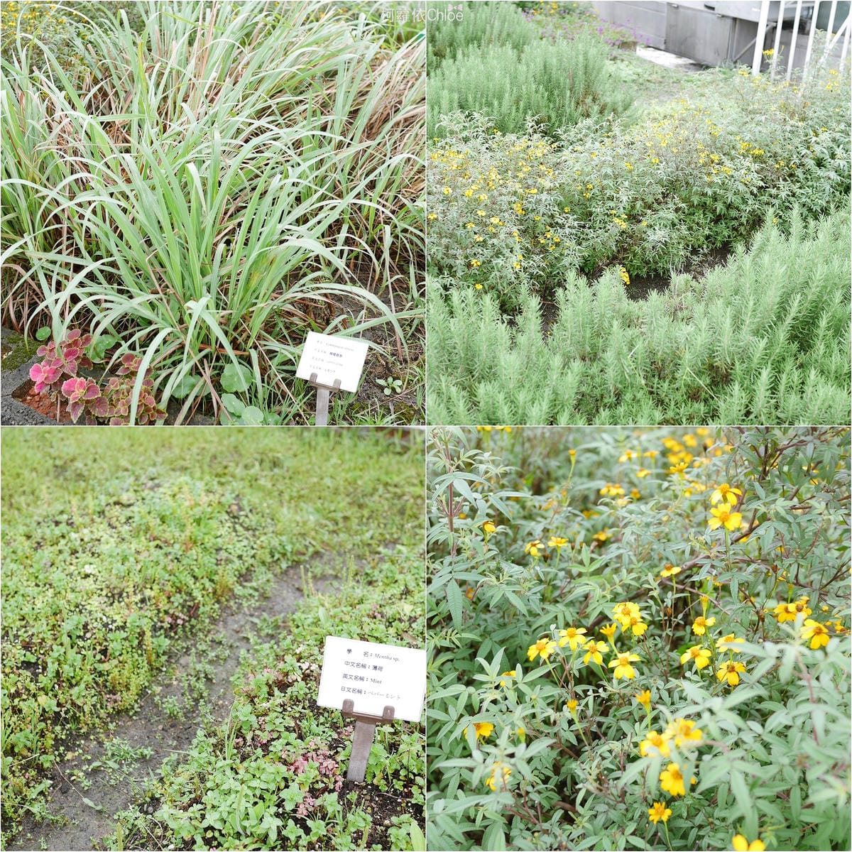 台北住宿 歐華酒店 舒適的南法風格 地中海牛排館 頂級牛排98.jpg 台北住宿 歐華酒店 舒適的南法風格 地中海牛排館 頂級牛排98.jpg