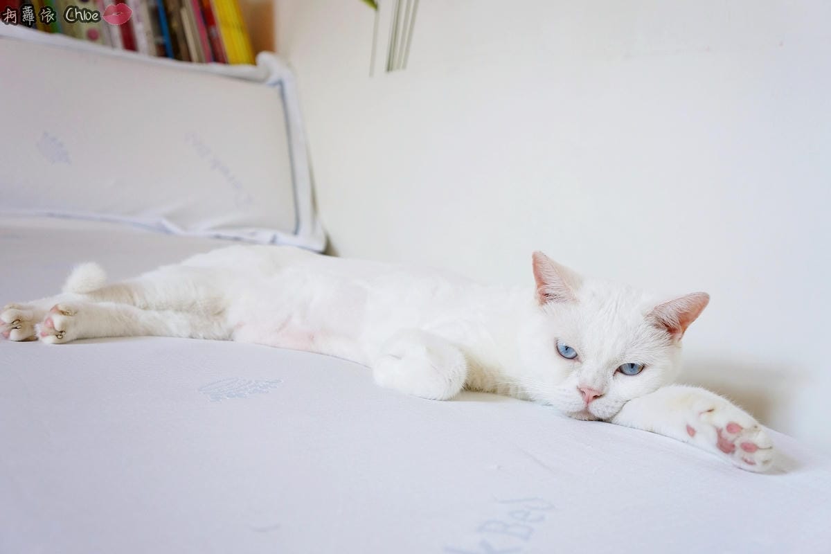 德瑞克名床Coolkuru瞬冰涼感床包24A.JPG 德瑞克名床Coolkuru瞬冰涼感床包24A.JPG