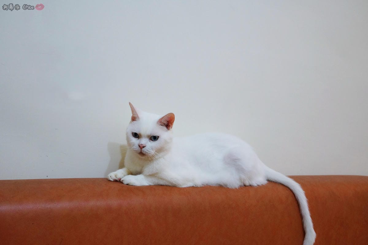 開箱 LG CordZero A9+ 快清式無線吸塵器 吸力強 乾淨 x 輕鬆 x 耐用 再升級53.JPG 開箱 LG CordZero A9+ 快清式無線吸塵器 吸力強 乾淨 x 輕鬆 x 耐用 再升級53.JPG