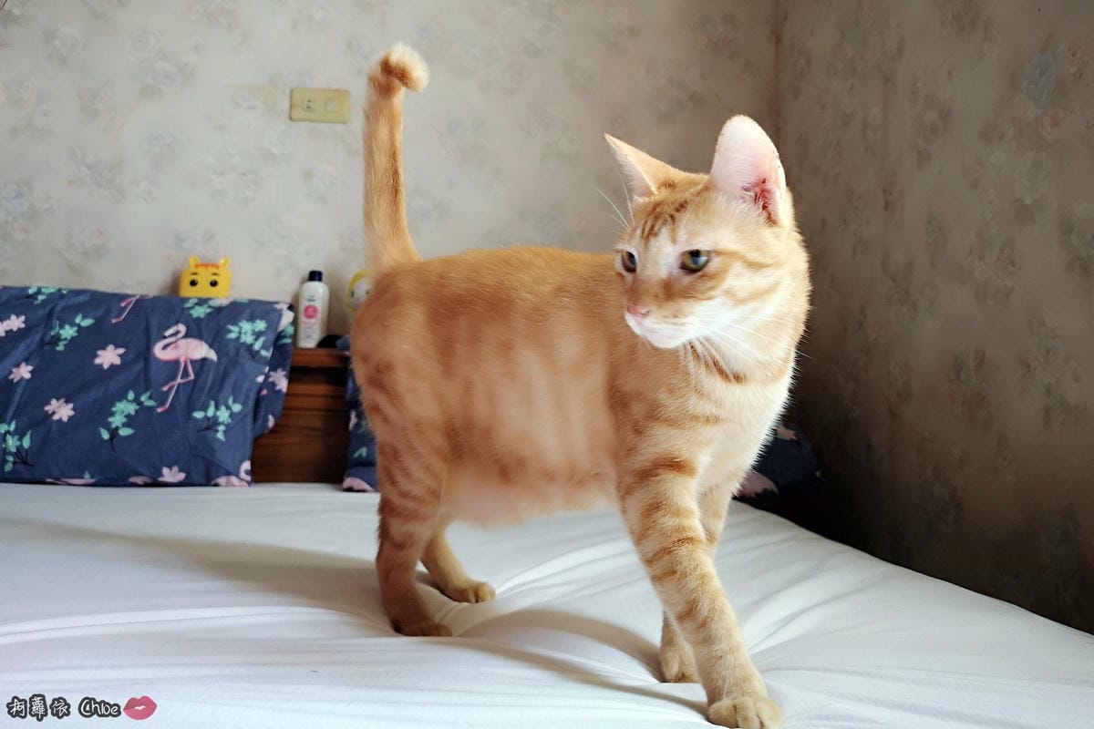 美國寢之堡Protect A Bedz防水防螨超透氣COTTON天然柔棉保潔墊方便更換清洗三重防護28.jpg 美國寢之堡Protect A Bedz防水防螨超透氣COTTON天然柔棉保潔墊方便更換清洗三重防護28.jpg