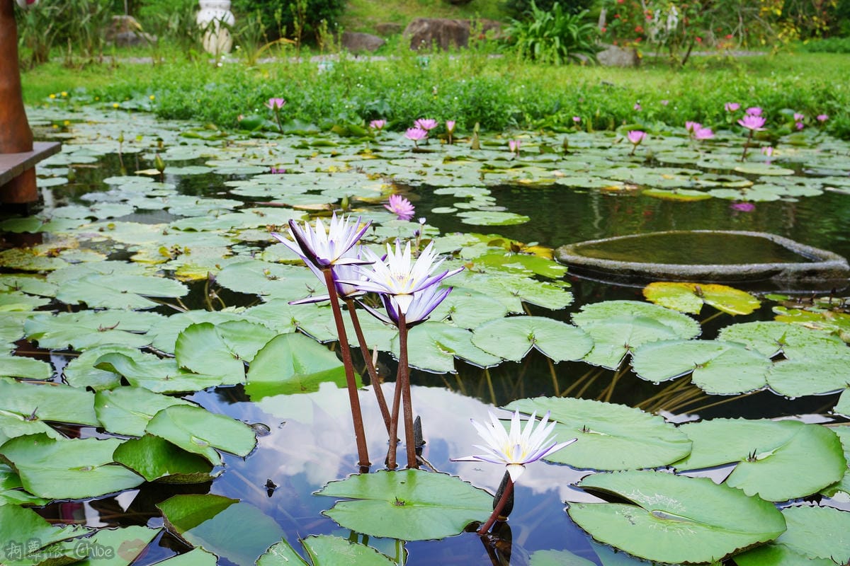 屏東一日遊 185沿山觀光郵輪巴士隨著巴士定點玩透透 親子旅行 山川琉璃吊橋美景➡️隘寮勝利門➡️ 銘泉生態休閒農場Y➡️萬金教堂➡️赤山社區黑搓巧52.JPG
