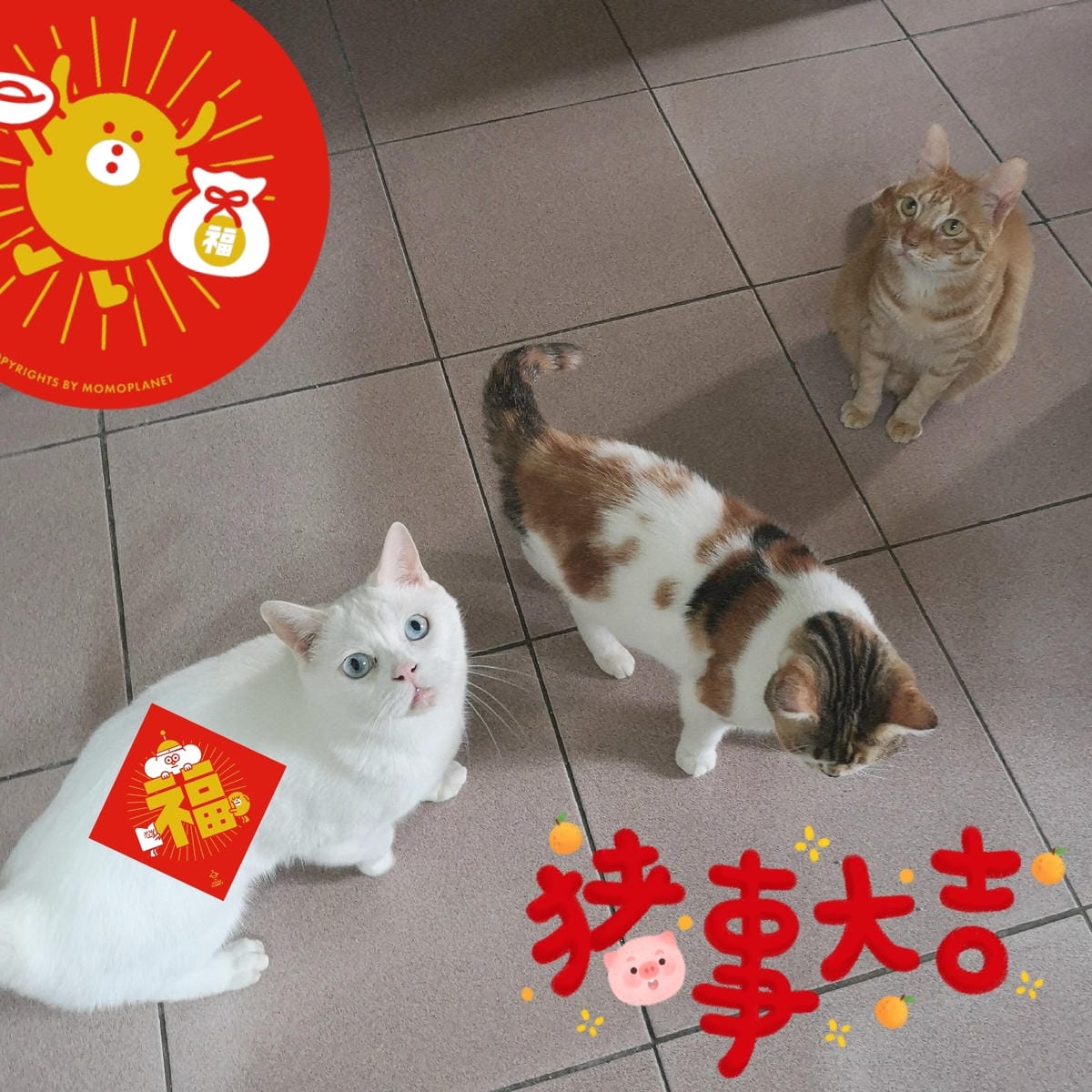 高雄 Cafedog寵物沙龍 寵物美容x網美咖啡廳複合店 優質服務和時尚空間 給毛小孩舒適SPA美容54.jpg