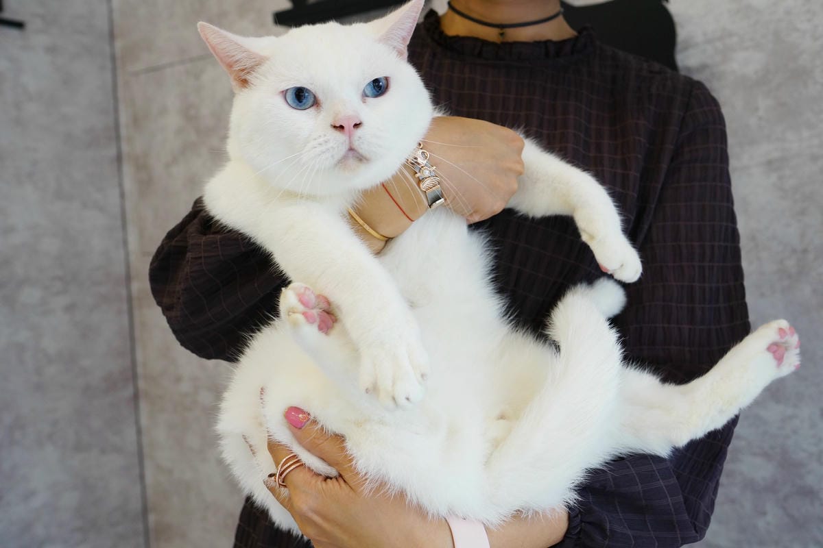 高雄 Cafedog寵物沙龍 寵物美容x網美咖啡廳複合店 優質服務和時尚空間 給毛小孩舒適SPA美容53.JPG