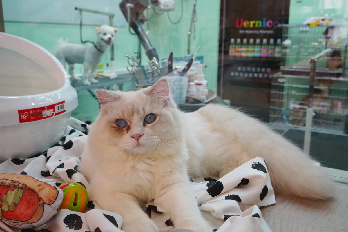 高雄 Cafedog寵物沙龍 寵物美容x網美咖啡廳複合店 優質服務和時尚空間 給毛小孩舒適SPA美容15.JPG