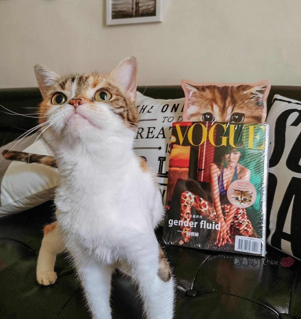 萌萌的貓頭!貓奴無法抗拒 VOGUE 5月號2019 隨書附贈PAUL %26; JOE SISTER貓咪造型伸縮吊牌2.jpg 萌萌的貓頭!貓奴無法抗拒 VOGUE 5月號2019 隨書附贈PAUL %26; JOE SISTER貓咪造型伸縮吊牌2.jpg