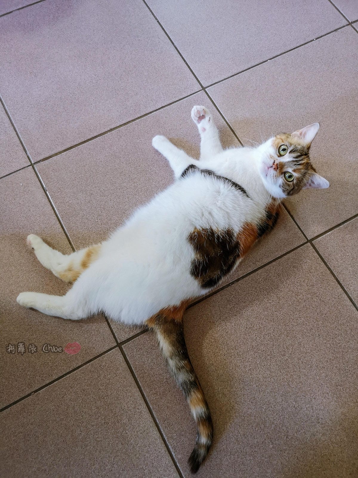 萌萌的貓頭!貓奴無法抗拒 VOGUE 5月號2019 隨書附贈PAUL %26; JOE SISTER貓咪造型伸縮吊牌4A.jpg 萌萌的貓頭!貓奴無法抗拒 VOGUE 5月號2019 隨書附贈PAUL %26; JOE SISTER貓咪造型伸縮吊牌4A.jpg