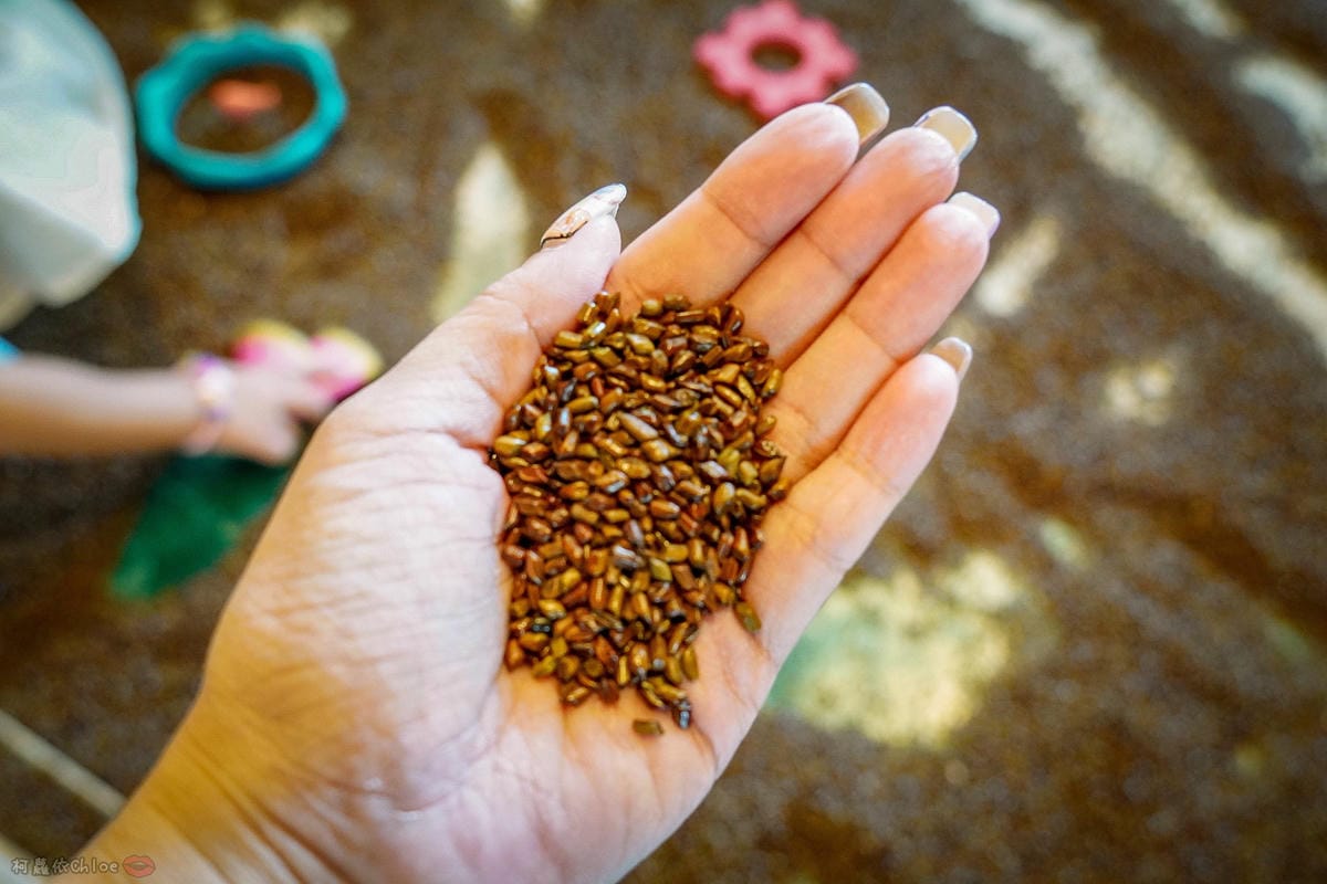 桃園親子餐廳LALA Kitchen 新美式餐廳 - 中大店 隱身在中央大學內超人氣餐廳 餐點豪氣!決明子沙坑小朋友最愛39.jpg 桃園親子餐廳LALA Kitchen 新美式餐廳 - 中大店 隱身在中央大學內超人氣餐廳 餐點豪氣!決明子沙坑小朋友最愛39.jpg