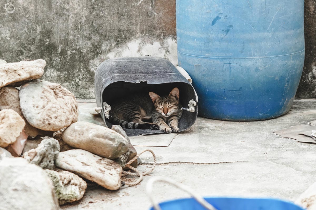澎湖景點｜2019澎湖國際海灣燈光節 秋天澎湖一日遊自由行 兩天一夜行程規劃 Day2 通樑古榕巷仔內仙人掌冰跨海大橋二崁陳宅古厝大菓葉玄武岩鯨魚洞25.jpg