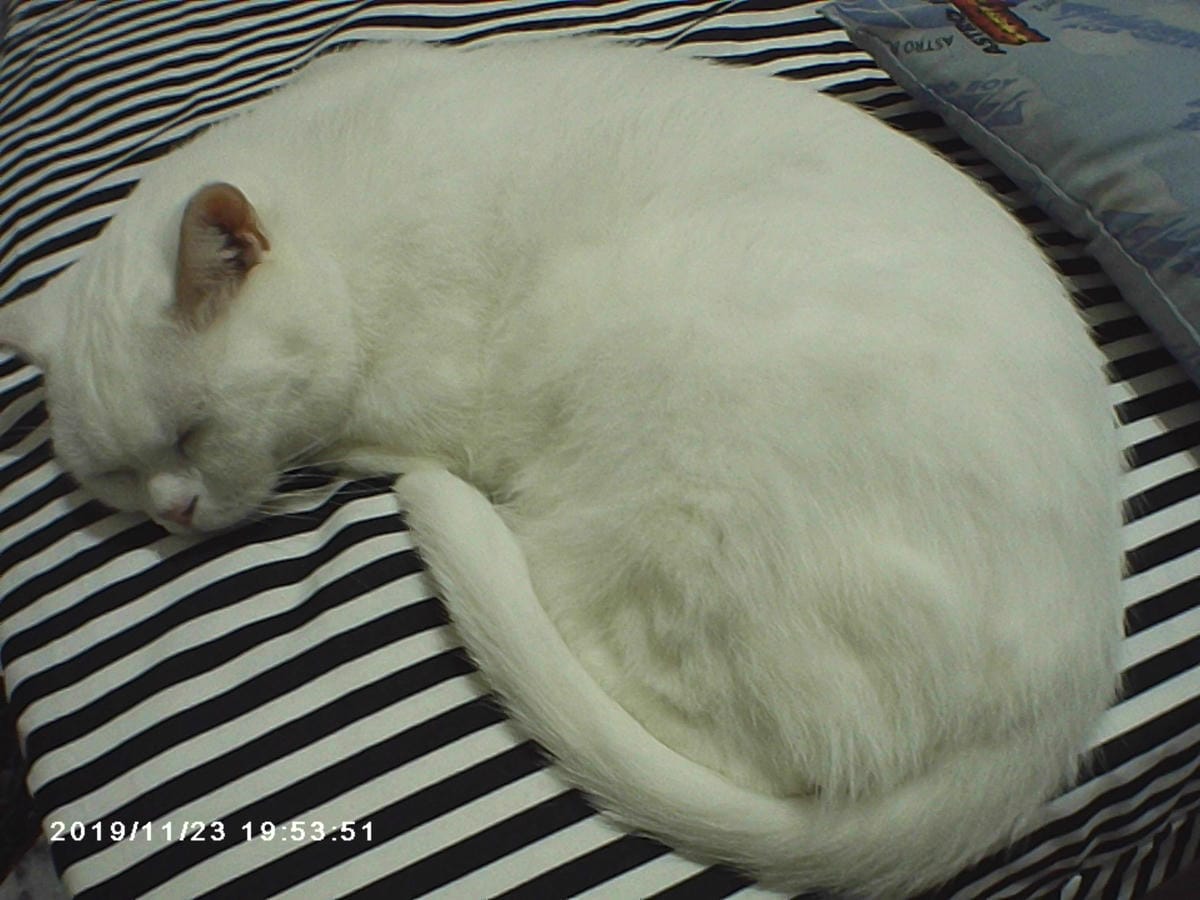 親子好物開箱 Bluemo 補丁熊貓 兒童防摔數位相機 從小培養攝影美感 紀錄孩子的視角46.jpg