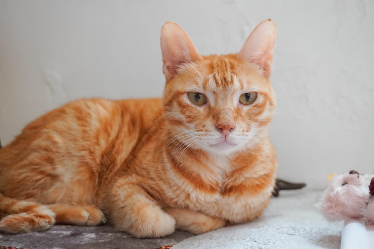 貓咪 InPlus-貓用益生菌+牛磺酸 隨手包設計 營養又美味!讓毛孩們遠離消化不良、腸胃不適困擾1A-2.jpg