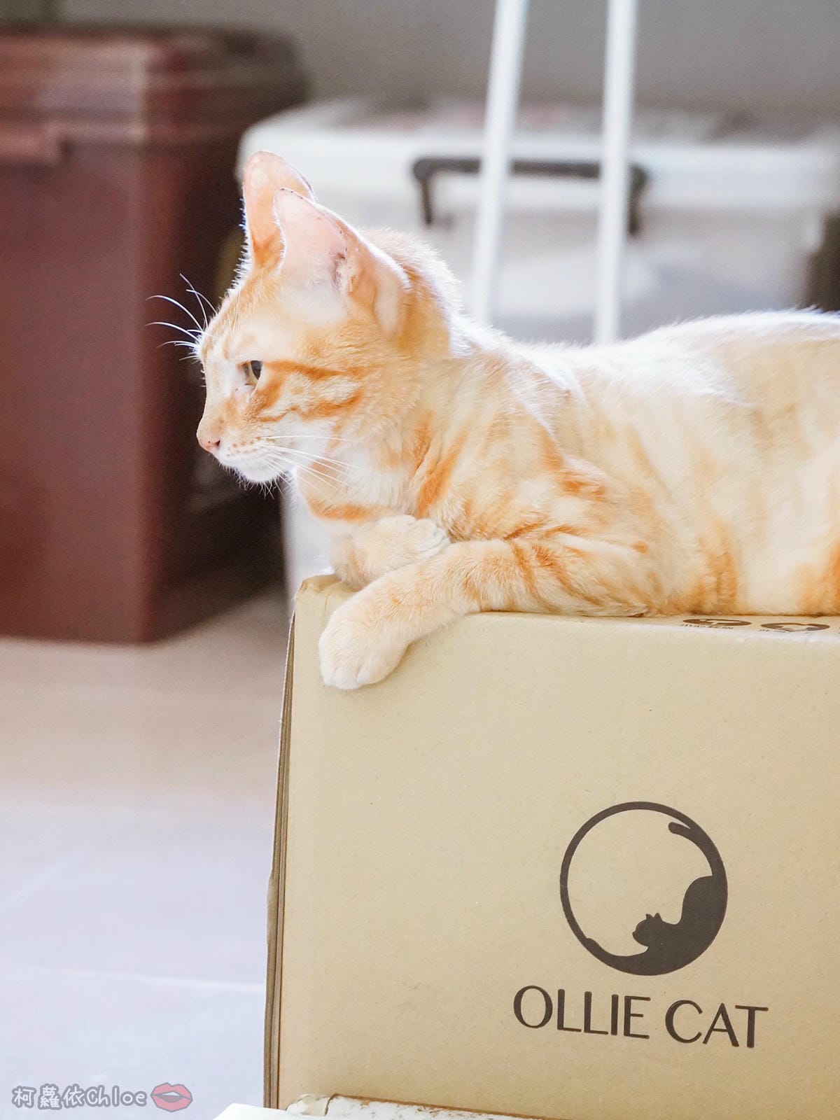 用過就回不去的貓砂！OLLIE CAT愛貓選物純淨礦砂低塵款４６.JPG