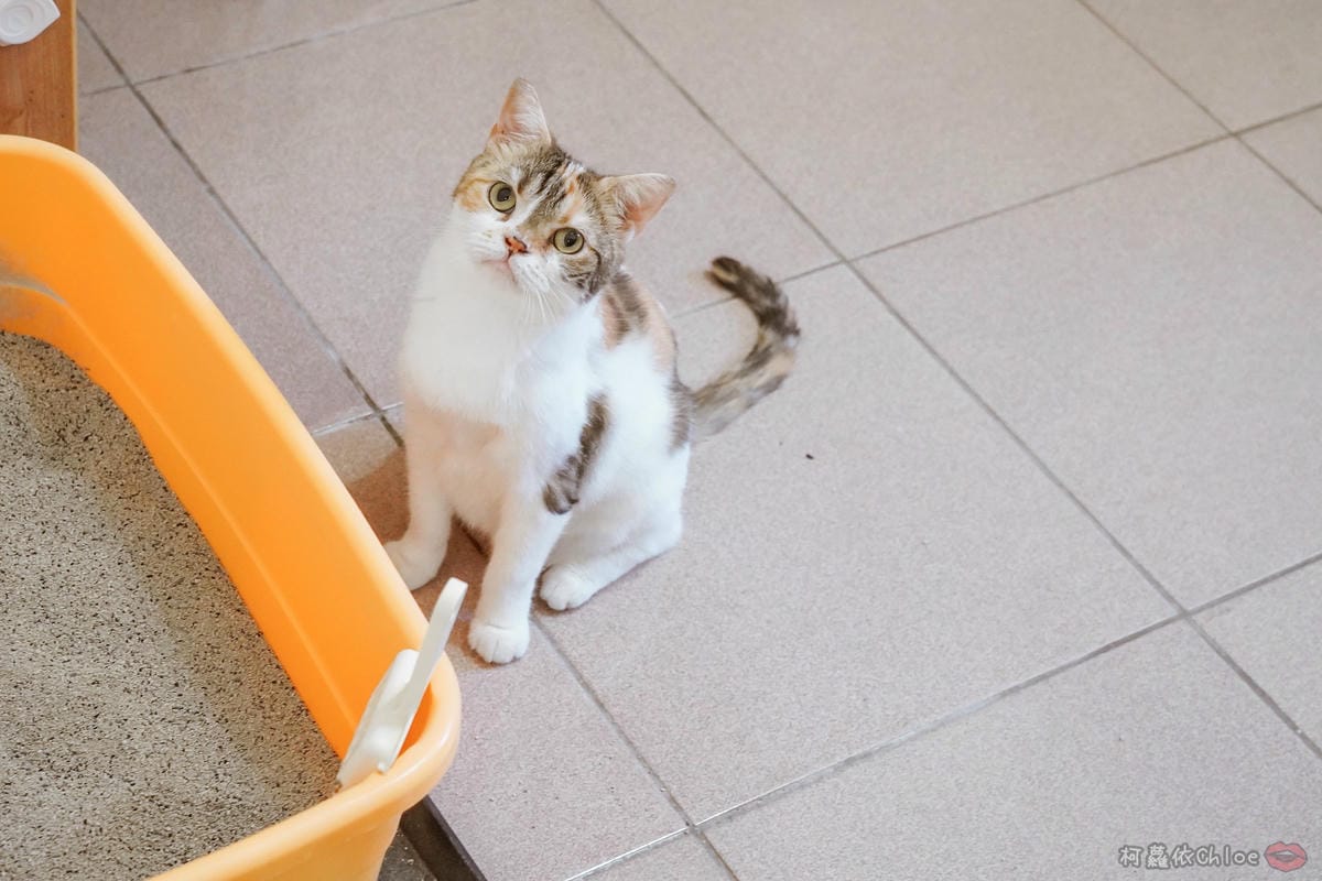 用過就回不去的貓砂！OLLIE CAT愛貓選物純淨礦砂低塵款３８.JPG