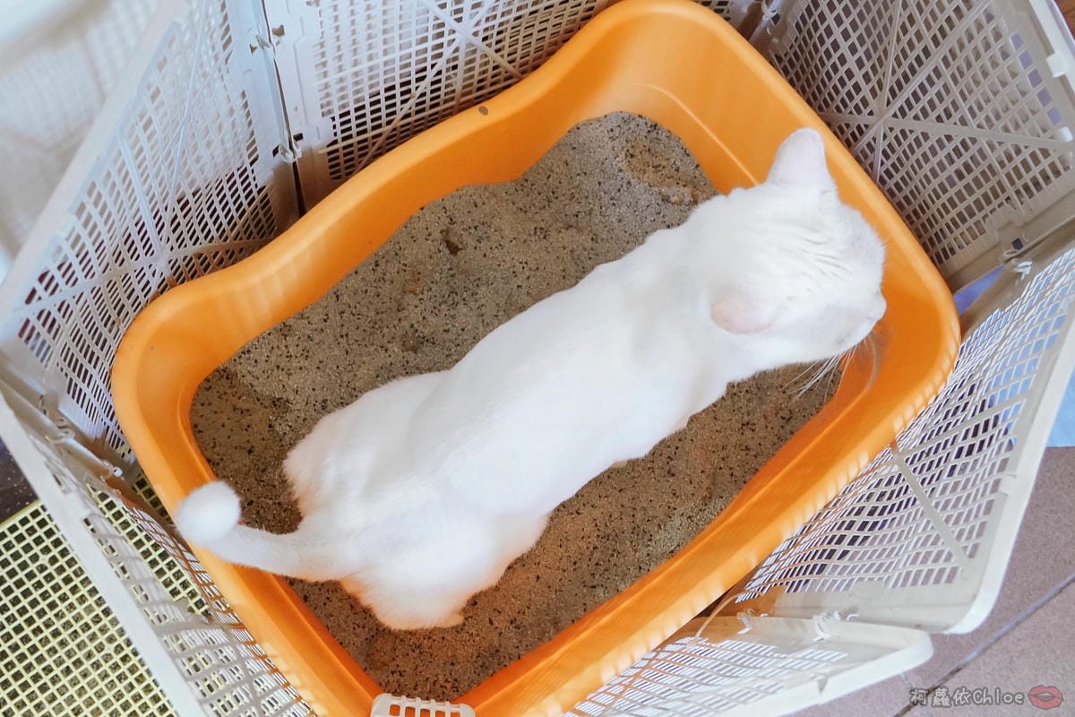 用過就回不去的貓砂！OLLIE CAT愛貓選物純淨礦砂低塵款２５.JPG