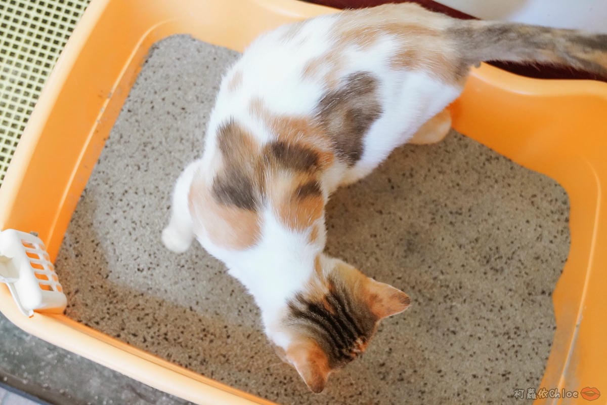 用過就回不去的貓砂！OLLIE CAT愛貓選物純淨礦砂低塵款３０.JPG
