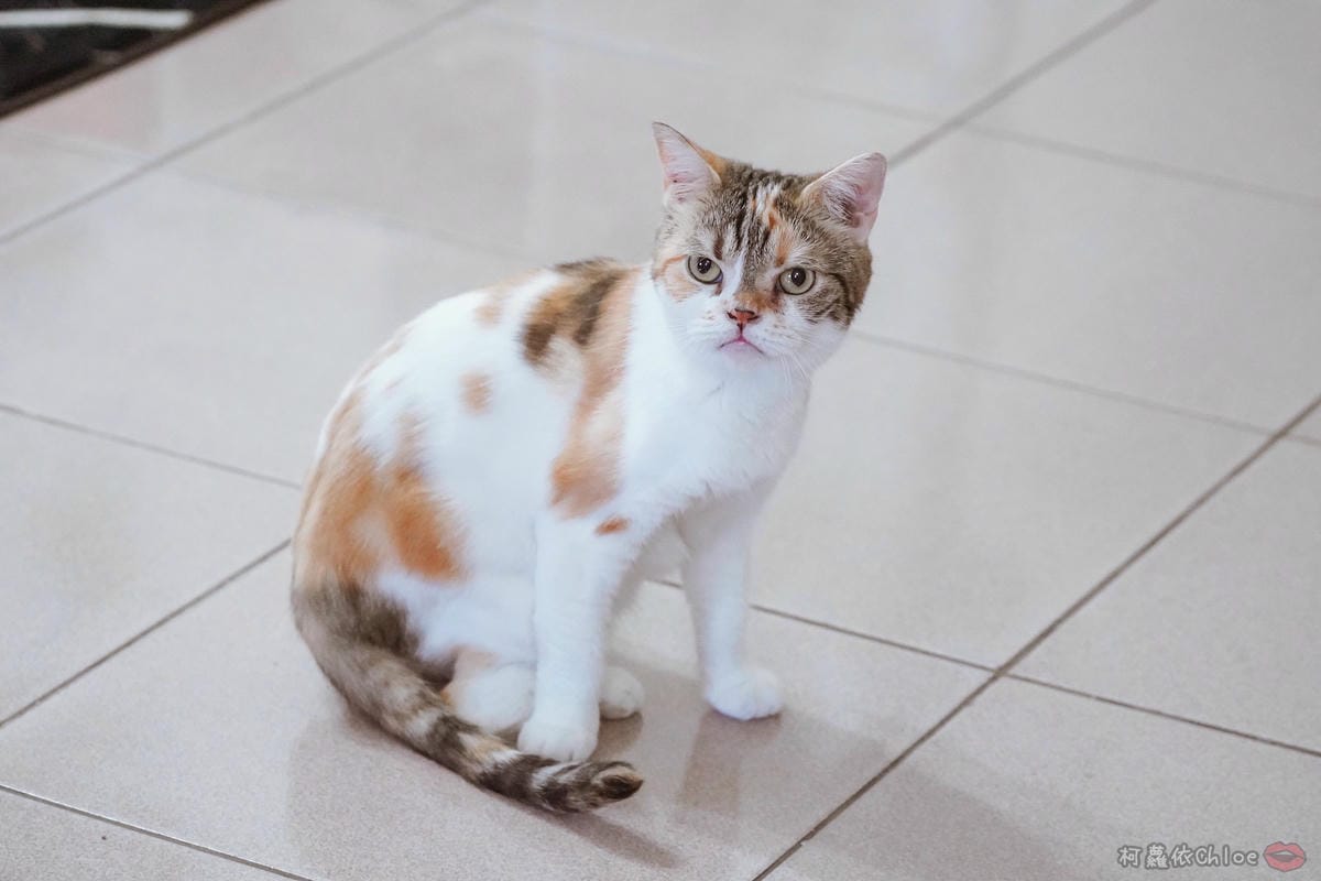 用過就回不去的貓砂！OLLIE CAT愛貓選物純淨礦砂低塵款３９.JPG