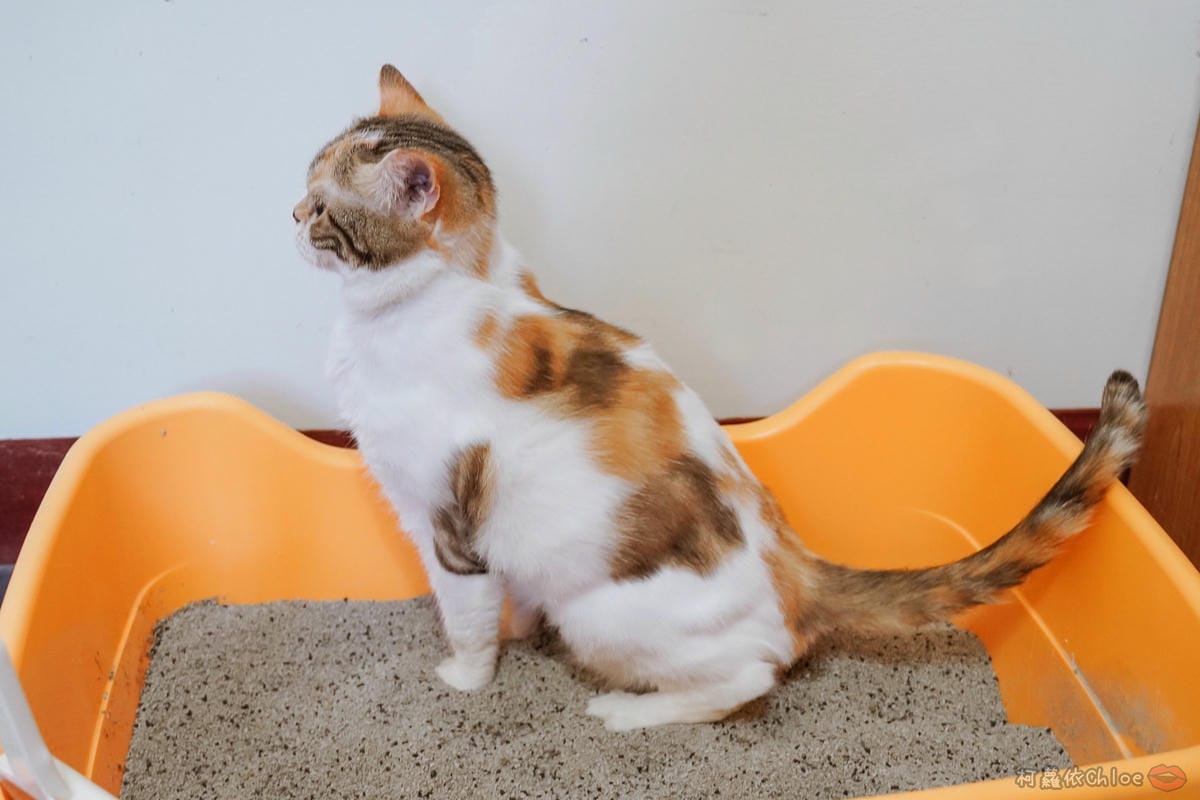 用過就回不去的貓砂！OLLIE CAT愛貓選物純淨礦砂低塵款３２.JPG