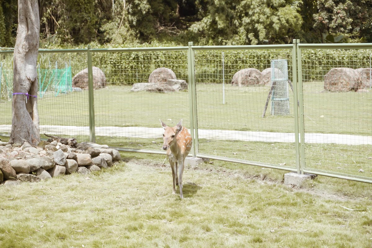 嘉義親子半日遊 阿里山逐鹿部落 嘉義小奈良 近距離餵食梅花鹿 鄒族部落藝術村10.jpg 嘉義親子半日遊 阿里山逐鹿部落 嘉義小奈良 近距離餵食梅花鹿 鄒族部落藝術村10.jpg