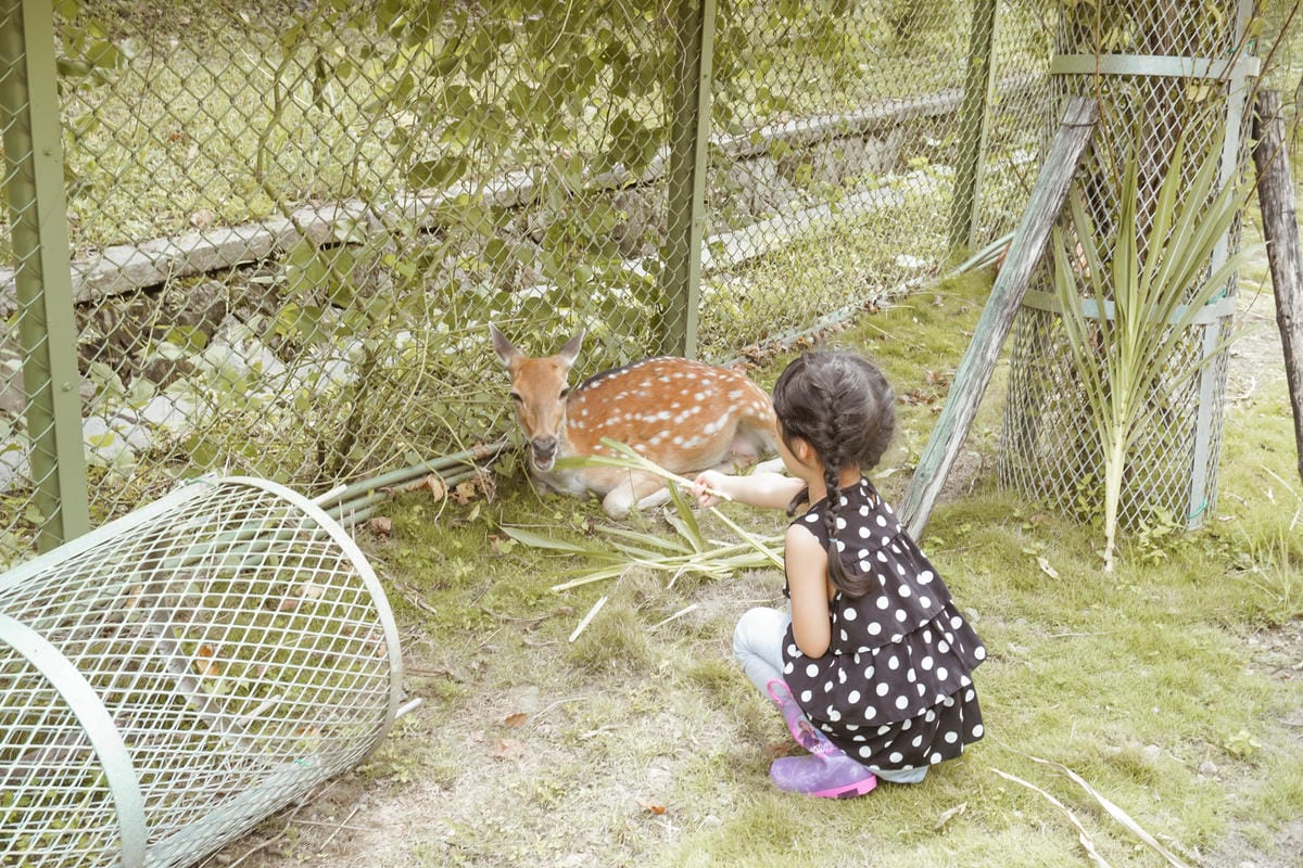 嘉義親子半日遊 阿里山逐鹿部落 嘉義小奈良 近距離餵食梅花鹿 鄒族部落藝術村14.jpg 嘉義親子半日遊 阿里山逐鹿部落 嘉義小奈良 近距離餵食梅花鹿 鄒族部落藝術村14.jpg