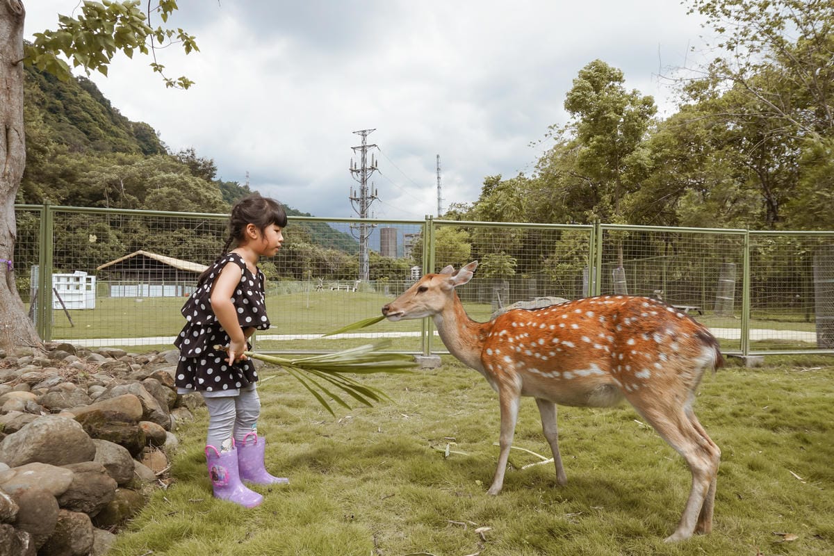 嘉義親子半日遊 阿里山逐鹿部落 嘉義小奈良 近距離餵食梅花鹿 鄒族部落藝術村16.jpg 嘉義親子半日遊 阿里山逐鹿部落 嘉義小奈良 近距離餵食梅花鹿 鄒族部落藝術村16.jpg