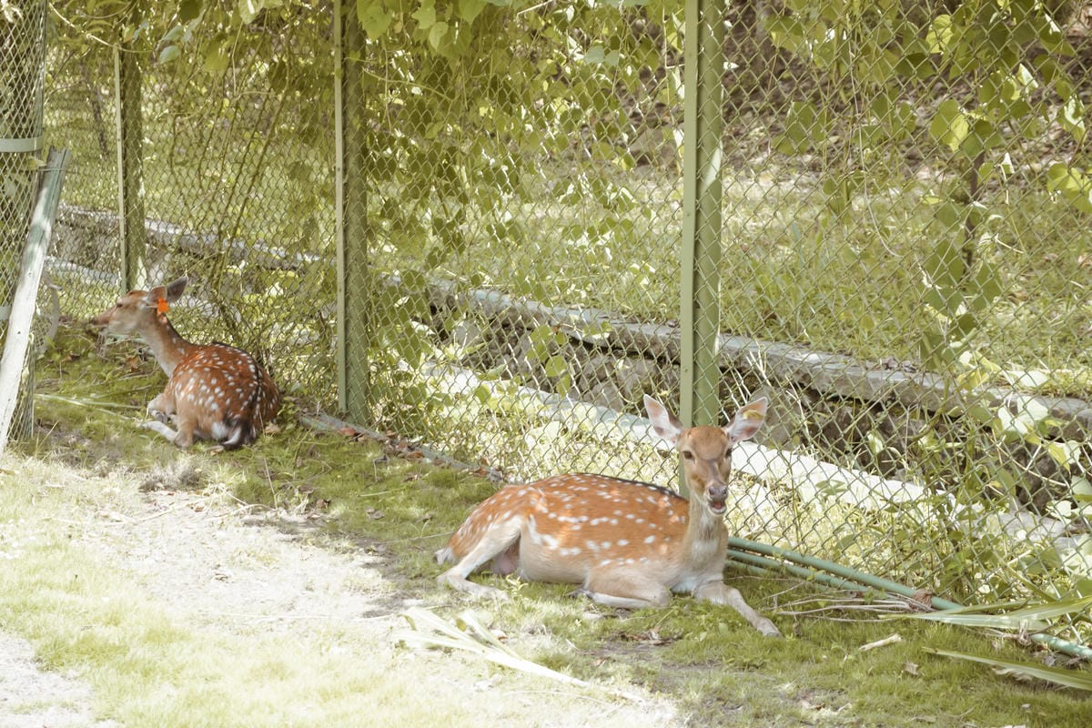 嘉義親子半日遊 阿里山逐鹿部落 嘉義小奈良 近距離餵食梅花鹿 鄒族部落藝術村8.jpg 嘉義親子半日遊 阿里山逐鹿部落 嘉義小奈良 近距離餵食梅花鹿 鄒族部落藝術村8.jpg