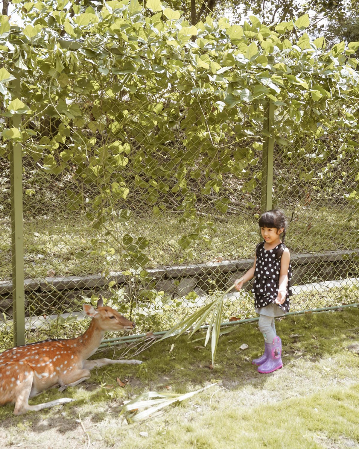 嘉義親子半日遊 阿里山逐鹿部落 嘉義小奈良 近距離餵食梅花鹿 鄒族部落藝術村9.jpg 嘉義親子半日遊 阿里山逐鹿部落 嘉義小奈良 近距離餵食梅花鹿 鄒族部落藝術村9.jpg