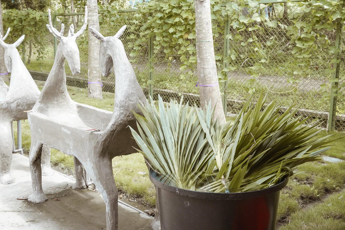 嘉義親子半日遊 阿里山逐鹿部落 嘉義小奈良 近距離餵食梅花鹿 鄒族部落藝術村5.jpg 嘉義親子半日遊 阿里山逐鹿部落 嘉義小奈良 近距離餵食梅花鹿 鄒族部落藝術村5.jpg