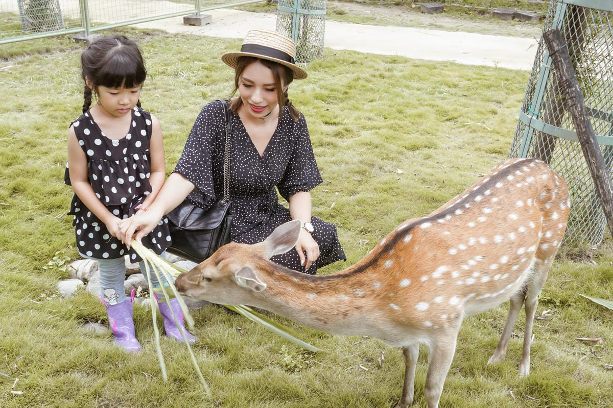 嘉義親子半日遊 阿里山逐鹿部落 嘉義小奈良 近距離餵食梅花鹿 鄒族部落藝術村15.jpg 嘉義親子半日遊 阿里山逐鹿部落 嘉義小奈良 近距離餵食梅花鹿 鄒族部落藝術村15.jpg