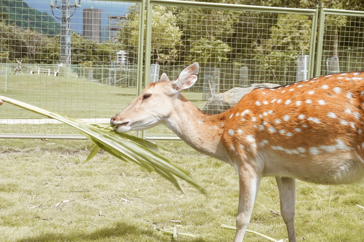 嘉義親子半日遊 阿里山逐鹿部落 嘉義小奈良 近距離餵食梅花鹿 鄒族部落藝術村17.jpg 嘉義親子半日遊 阿里山逐鹿部落 嘉義小奈良 近距離餵食梅花鹿 鄒族部落藝術村17.jpg