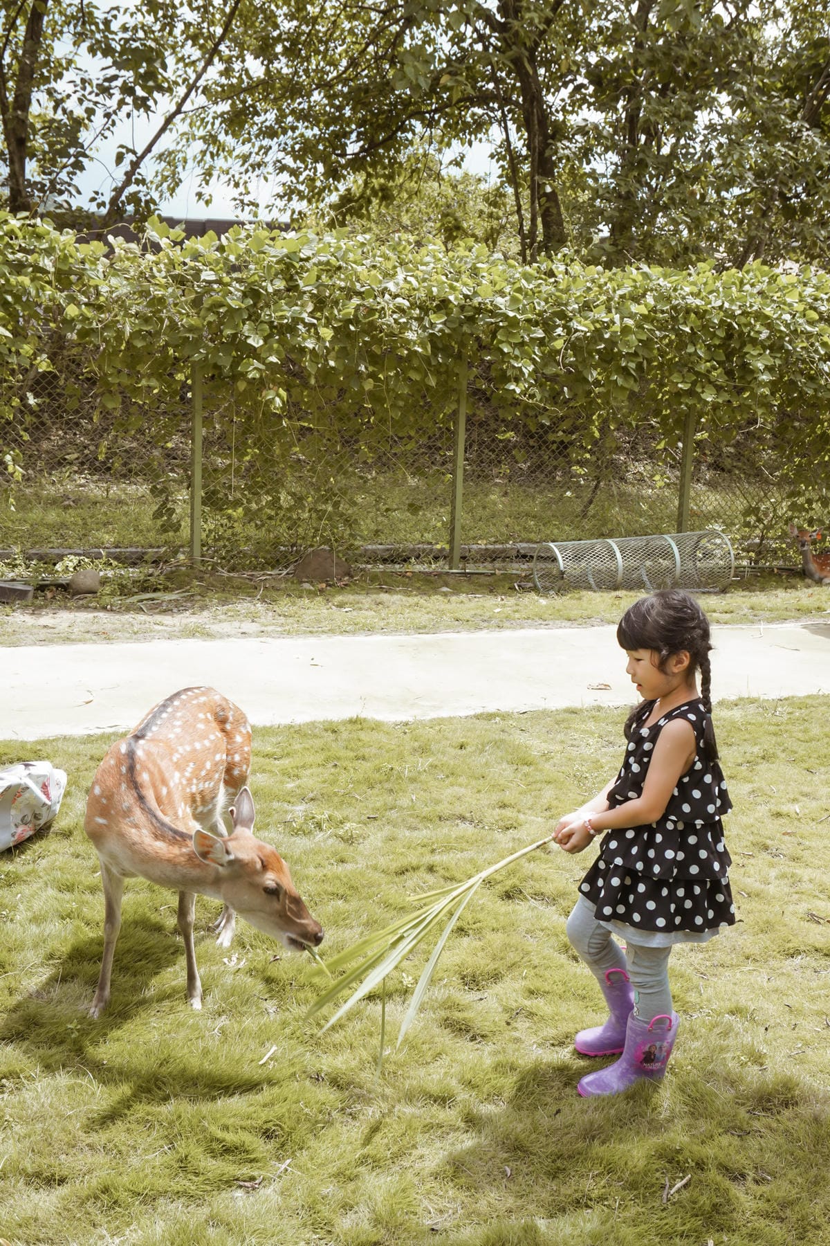 嘉義親子半日遊 阿里山逐鹿部落 嘉義小奈良 近距離餵食梅花鹿 鄒族部落藝術村11.jpg 嘉義親子半日遊 阿里山逐鹿部落 嘉義小奈良 近距離餵食梅花鹿 鄒族部落藝術村11.jpg