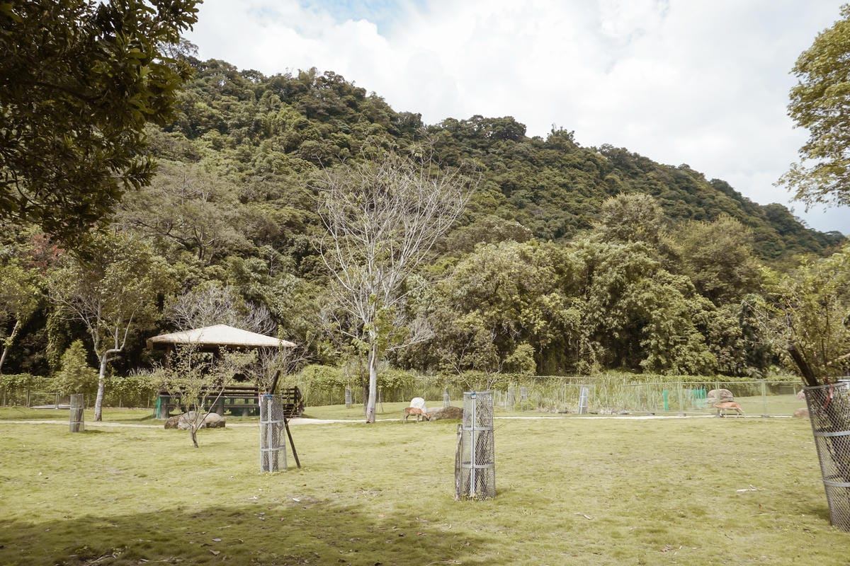 嘉義親子半日遊 阿里山逐鹿部落 嘉義小奈良 近距離餵食梅花鹿 鄒族部落藝術村7.jpg 嘉義親子半日遊 阿里山逐鹿部落 嘉義小奈良 近距離餵食梅花鹿 鄒族部落藝術村7.jpg