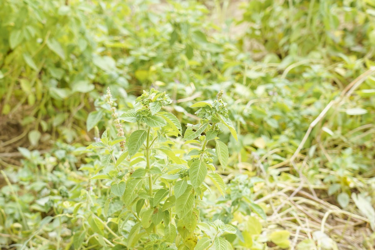 屏東萬丹 竹林有機農場 親子半日遊推薦 親子椿康節農村體驗10.jpg