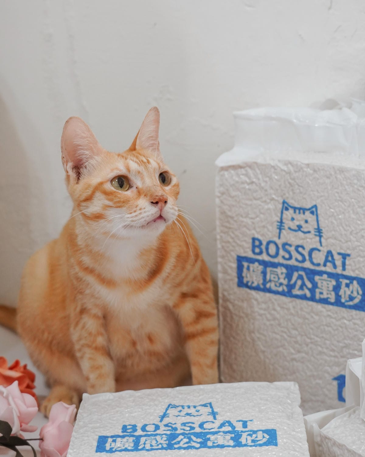 室內養貓首選貓砂貓老闆 礦感公寓砂 凝結力強 可沖馬桶的豆腐砂14.jpg