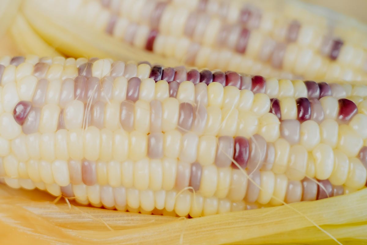 台南安平 糖糖の冬瓜檸檬和甕烤地瓜 充滿古早味的飲品 烤地瓜 紫香糯玉米 也是愛心貓中途之家24.JPG 台南安平 糖糖の冬瓜檸檬和甕烤地瓜 充滿古早味的飲品 烤地瓜 紫香糯玉米 也是愛心貓中途之家24.JPG