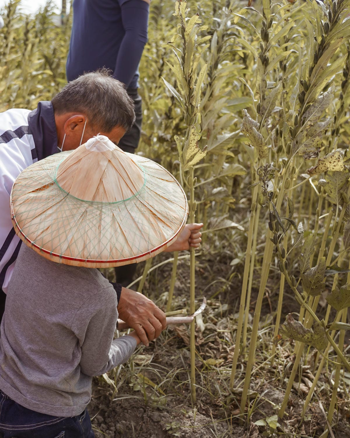 台南親子行程 2020國產雜糧十大經典體驗路線 西港區農會「西港農濃麻香手作體驗」一起到胡麻田中探索田園風光 體驗純樸農村美景36.jpg 台南親子行程 2020國產雜糧十大經典體驗路線 西港區農會「西港農濃麻香手作體驗」一起到胡麻田中探索田園風光 體驗純樸農村美景36.jpg