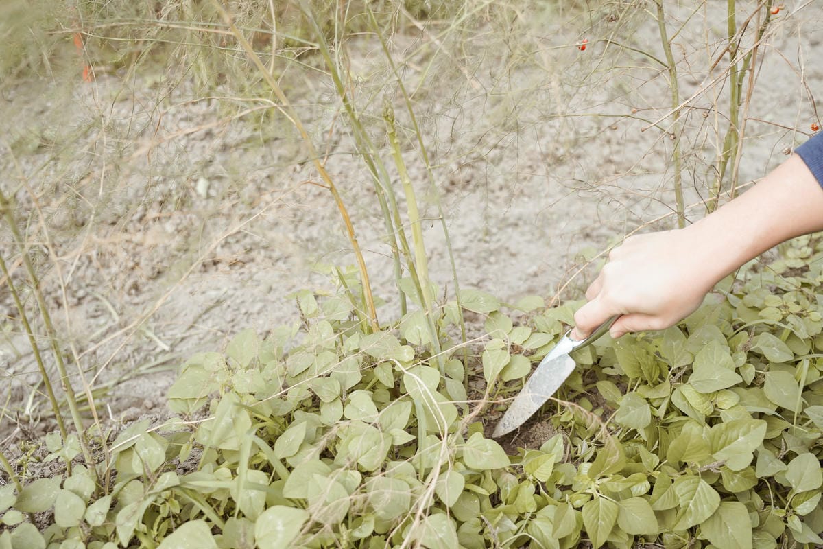 台南親子行程 2020國產雜糧十大經典體驗路線 西港區農會「西港農濃麻香手作體驗」一起到胡麻田中探索田園風光 體驗純樸農村美景19.jpg 台南親子行程 2020國產雜糧十大經典體驗路線 西港區農會「西港農濃麻香手作體驗」一起到胡麻田中探索田園風光 體驗純樸農村美景19.jpg