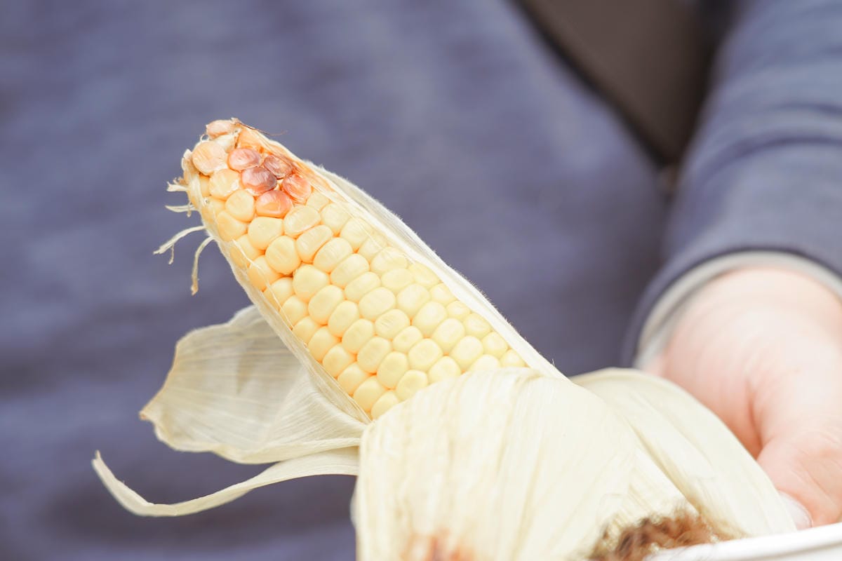 台南親子行程 2020國產雜糧十大經典體驗路線 西港區農會「西港農濃麻香手作體驗」一起到胡麻田中探索田園風光 體驗純樸農村美景68.jpg 台南親子行程 2020國產雜糧十大經典體驗路線 西港區農會「西港農濃麻香手作體驗」一起到胡麻田中探索田園風光 體驗純樸農村美景68.jpg