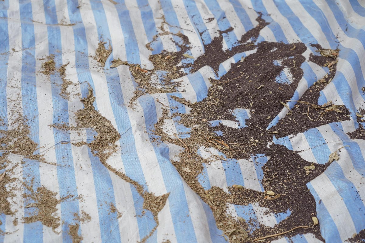 台南親子行程 2020國產雜糧十大經典體驗路線 西港區農會「西港農濃麻香手作體驗」一起到胡麻田中探索田園風光 體驗純樸農村美景48.jpg 台南親子行程 2020國產雜糧十大經典體驗路線 西港區農會「西港農濃麻香手作體驗」一起到胡麻田中探索田園風光 體驗純樸農村美景48.jpg