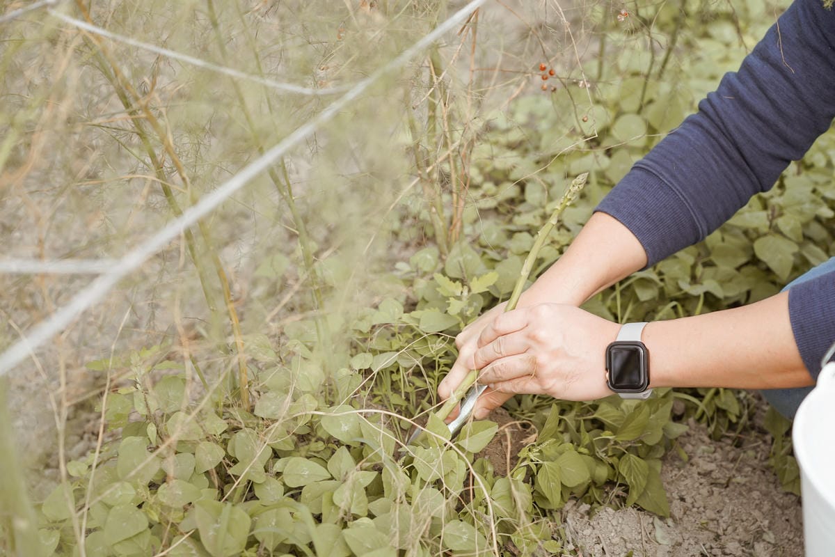 台南親子行程 2020國產雜糧十大經典體驗路線 西港區農會「西港農濃麻香手作體驗」一起到胡麻田中探索田園風光 體驗純樸農村美景21.jpg 台南親子行程 2020國產雜糧十大經典體驗路線 西港區農會「西港農濃麻香手作體驗」一起到胡麻田中探索田園風光 體驗純樸農村美景21.jpg