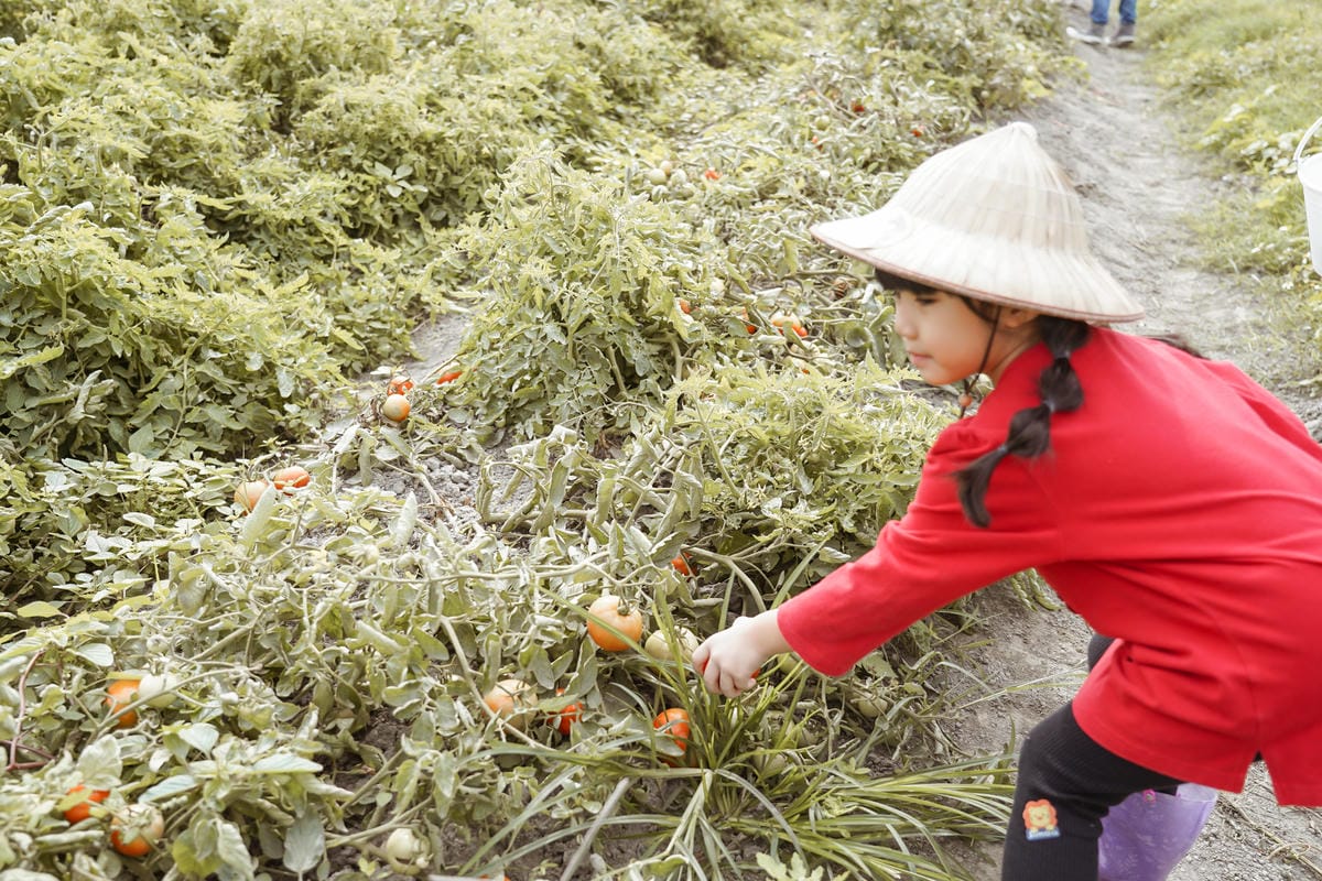 台南親子行程 2020國產雜糧十大經典體驗路線 西港區農會「西港農濃麻香手作體驗」一起到胡麻田中探索田園風光 體驗純樸農村美景24.jpg 台南親子行程 2020國產雜糧十大經典體驗路線 西港區農會「西港農濃麻香手作體驗」一起到胡麻田中探索田園風光 體驗純樸農村美景24.jpg