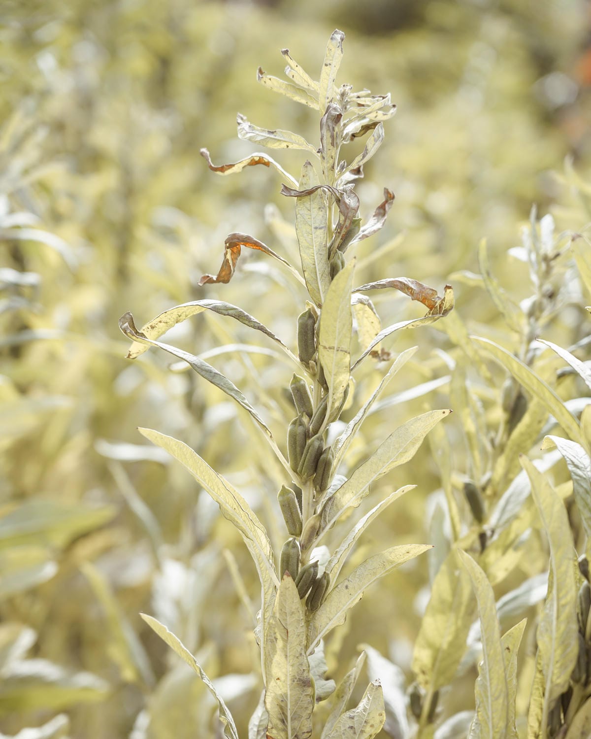 台南親子行程 2020國產雜糧十大經典體驗路線 西港區農會「西港農濃麻香手作體驗」一起到胡麻田中探索田園風光 體驗純樸農村美景37.jpg 台南親子行程 2020國產雜糧十大經典體驗路線 西港區農會「西港農濃麻香手作體驗」一起到胡麻田中探索田園風光 體驗純樸農村美景37.jpg