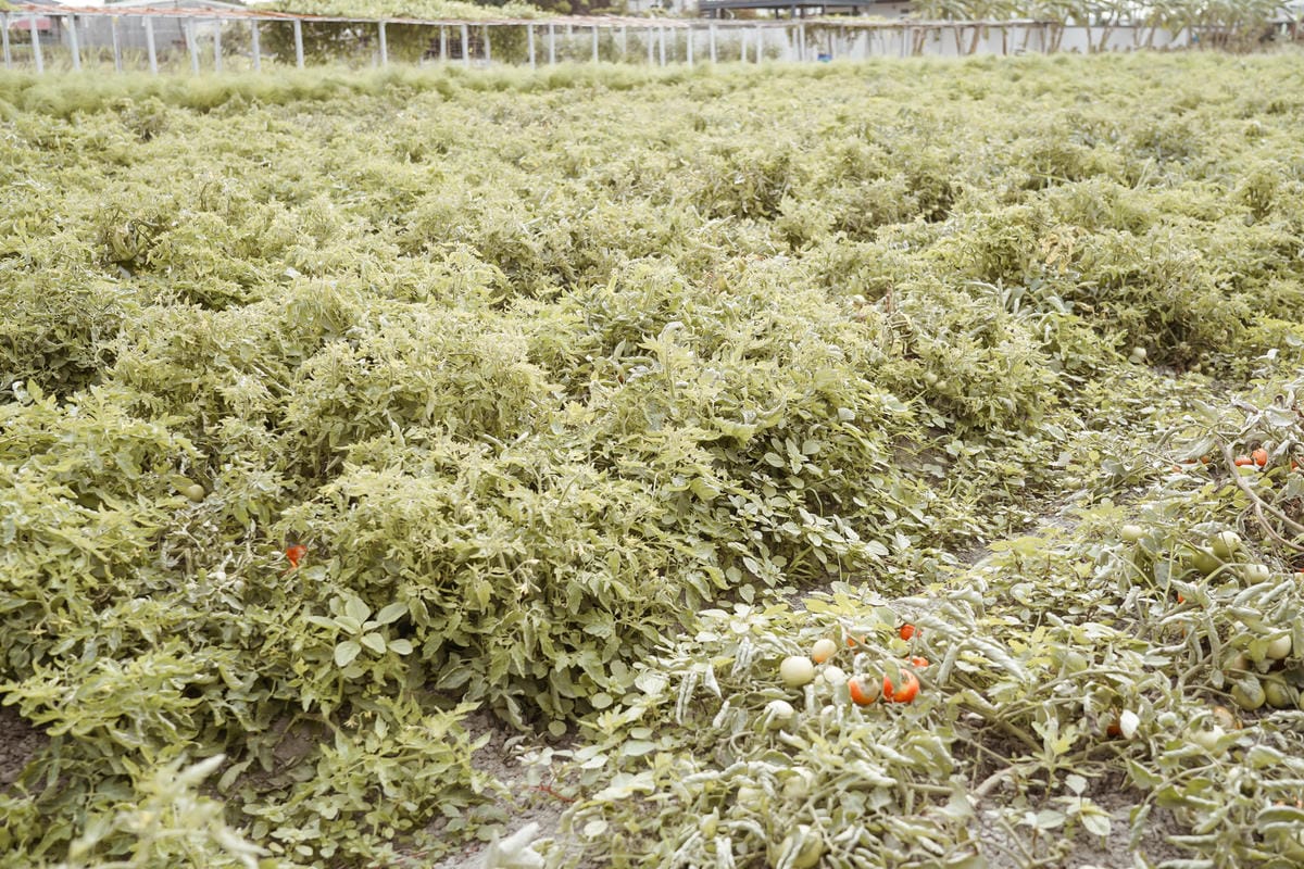 台南親子行程 2020國產雜糧十大經典體驗路線 西港區農會「西港農濃麻香手作體驗」一起到胡麻田中探索田園風光 體驗純樸農村美景23.jpg 台南親子行程 2020國產雜糧十大經典體驗路線 西港區農會「西港農濃麻香手作體驗」一起到胡麻田中探索田園風光 體驗純樸農村美景23.jpg