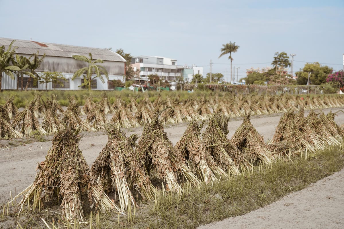 台南親子行程 2020國產雜糧十大經典體驗路線 西港區農會「西港農濃麻香手作體驗」一起到胡麻田中探索田園風光 體驗純樸農村美景42.jpg 台南親子行程 2020國產雜糧十大經典體驗路線 西港區農會「西港農濃麻香手作體驗」一起到胡麻田中探索田園風光 體驗純樸農村美景42.jpg