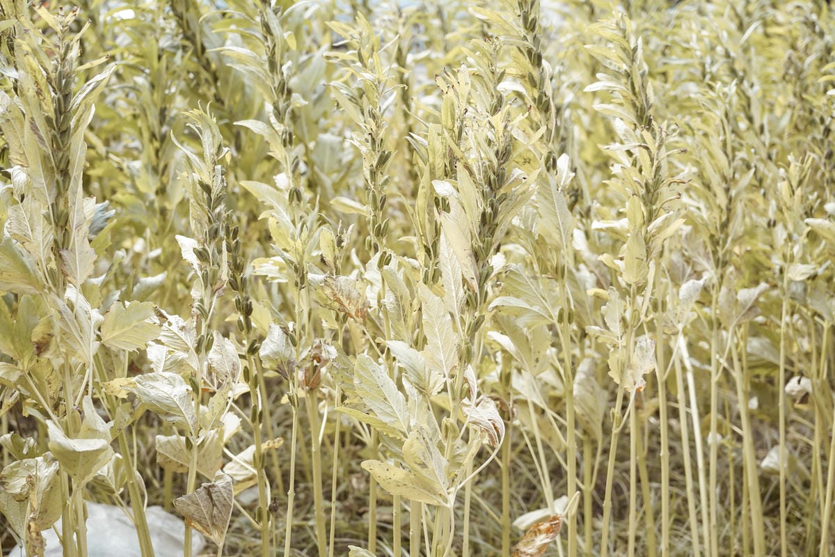 台南親子行程 2020國產雜糧十大經典體驗路線 西港區農會「西港農濃麻香手作體驗」一起到胡麻田中探索田園風光 體驗純樸農村美景35.jpg 台南親子行程 2020國產雜糧十大經典體驗路線 西港區農會「西港農濃麻香手作體驗」一起到胡麻田中探索田園風光 體驗純樸農村美景35.jpg