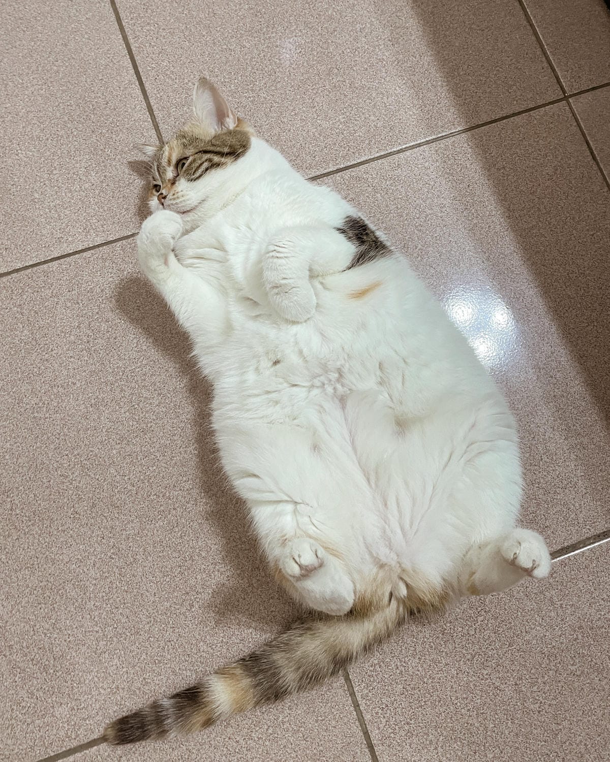 貓飼料推薦 優格寵物食譜 室內貓 雞肉＋米 嗜口性佳 益生菌添加 專為活動量較低的貓咪設計19A.jpg