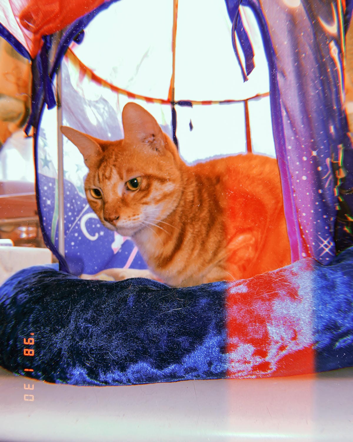 貓飼料推薦 優格寵物食譜 室內貓 雞肉＋米 嗜口性佳 益生菌添加 專為活動量較低的貓咪設計3B.jpg