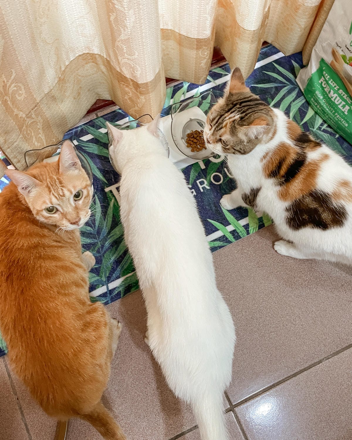 貓飼料推薦 優格寵物食譜 室內貓 雞肉＋米 嗜口性佳 益生菌添加 專為活動量較低的貓咪設計16.jpg