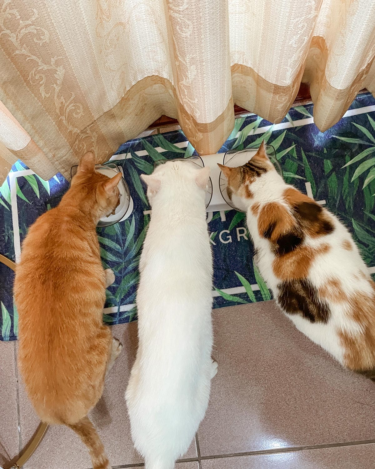 貓飼料推薦 優格寵物食譜 室內貓 雞肉＋米 嗜口性佳 益生菌添加 專為活動量較低的貓咪設計15.jpg