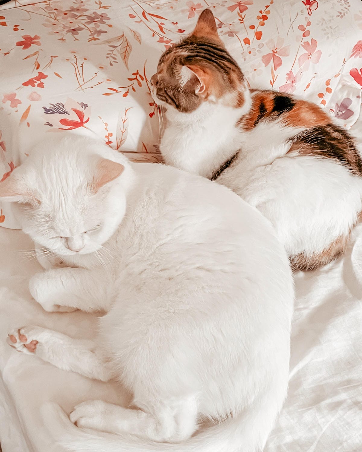 貓飼料推薦 優格寵物食譜 室內貓 雞肉＋米 嗜口性佳 益生菌添加 專為活動量較低的貓咪設計3A.jpg